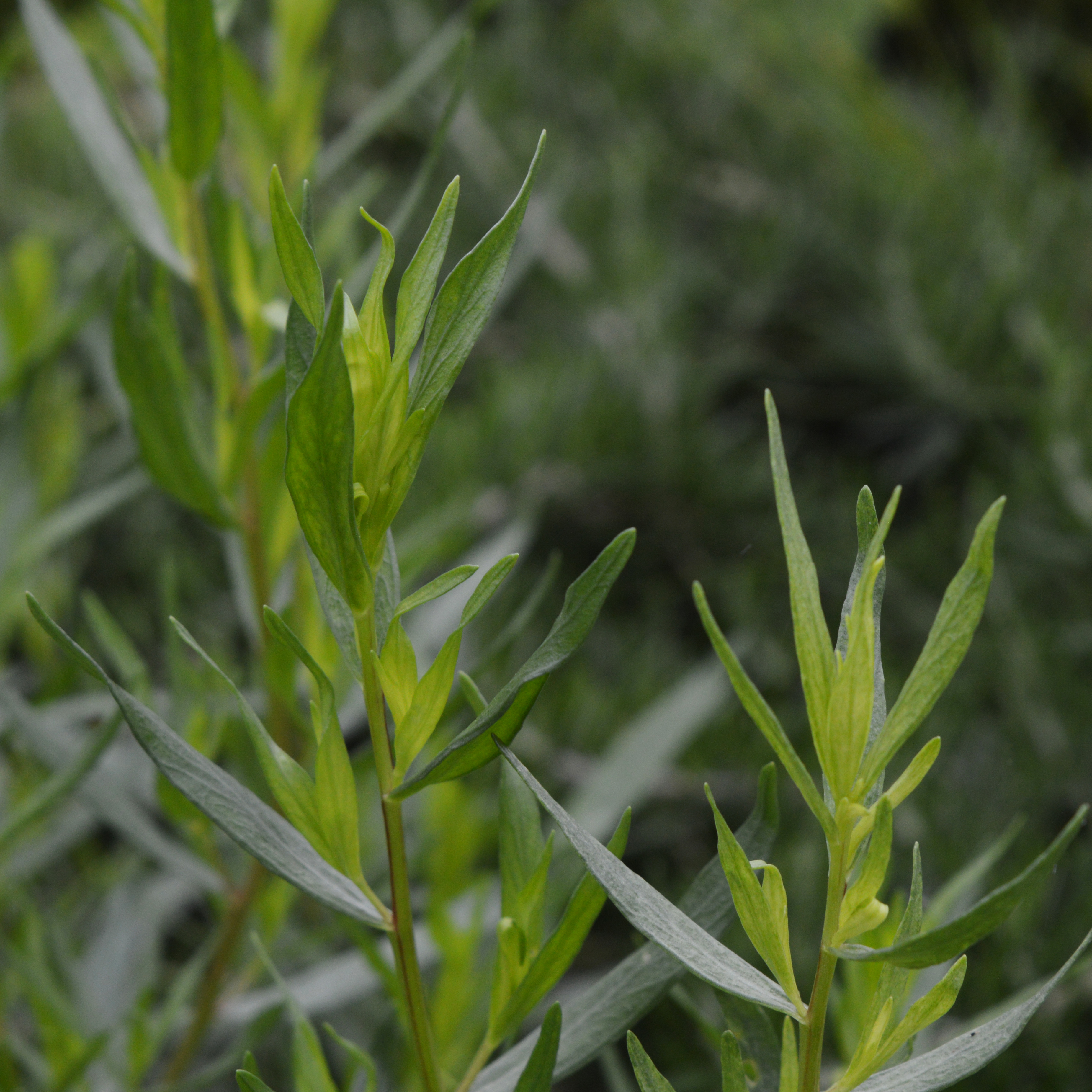 French Tarragon